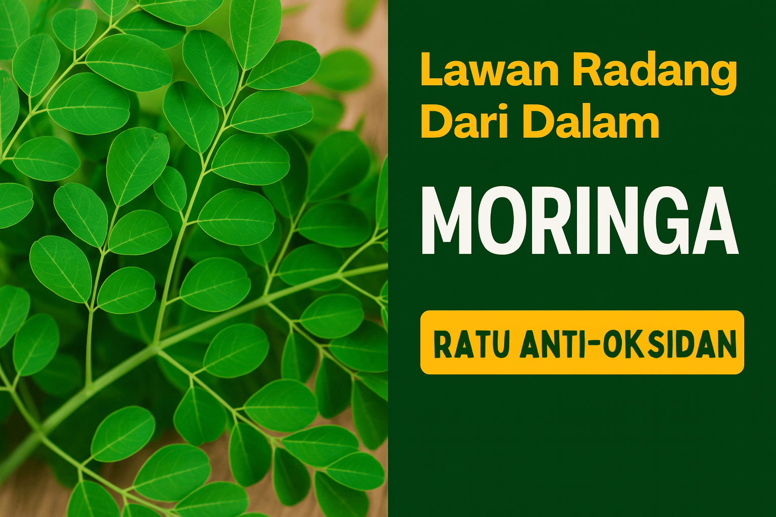 Moringa - Ratu Antioksidan